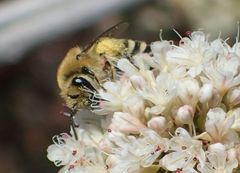 Colletes slevini