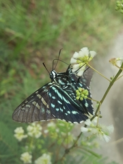 Phocides urania