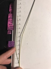 Hesperostipa curtiseta