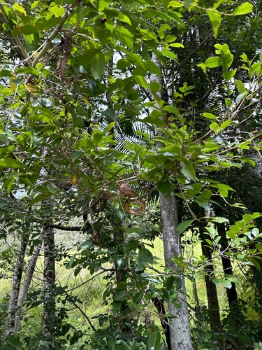 Brown Tree Snake sighting