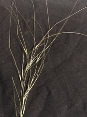 Hesperostipa curtiseta