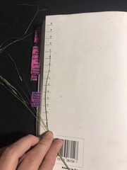 Hesperostipa curtiseta