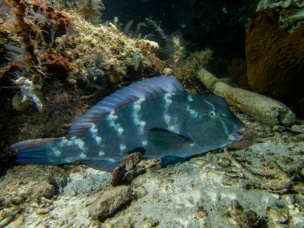 Juvenile bumphead parrotfish with pale spots among reef rocks