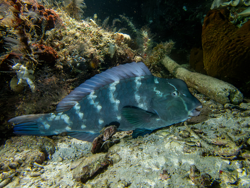 Bumphead Parrotfish — seen at this dive site