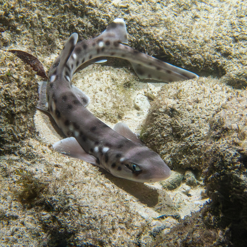 Spotted-belly catshark — seen at this dive site