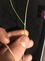 Hesperostipa curtiseta