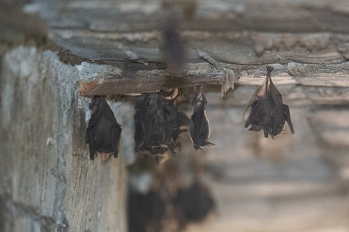 Long-legged Bat