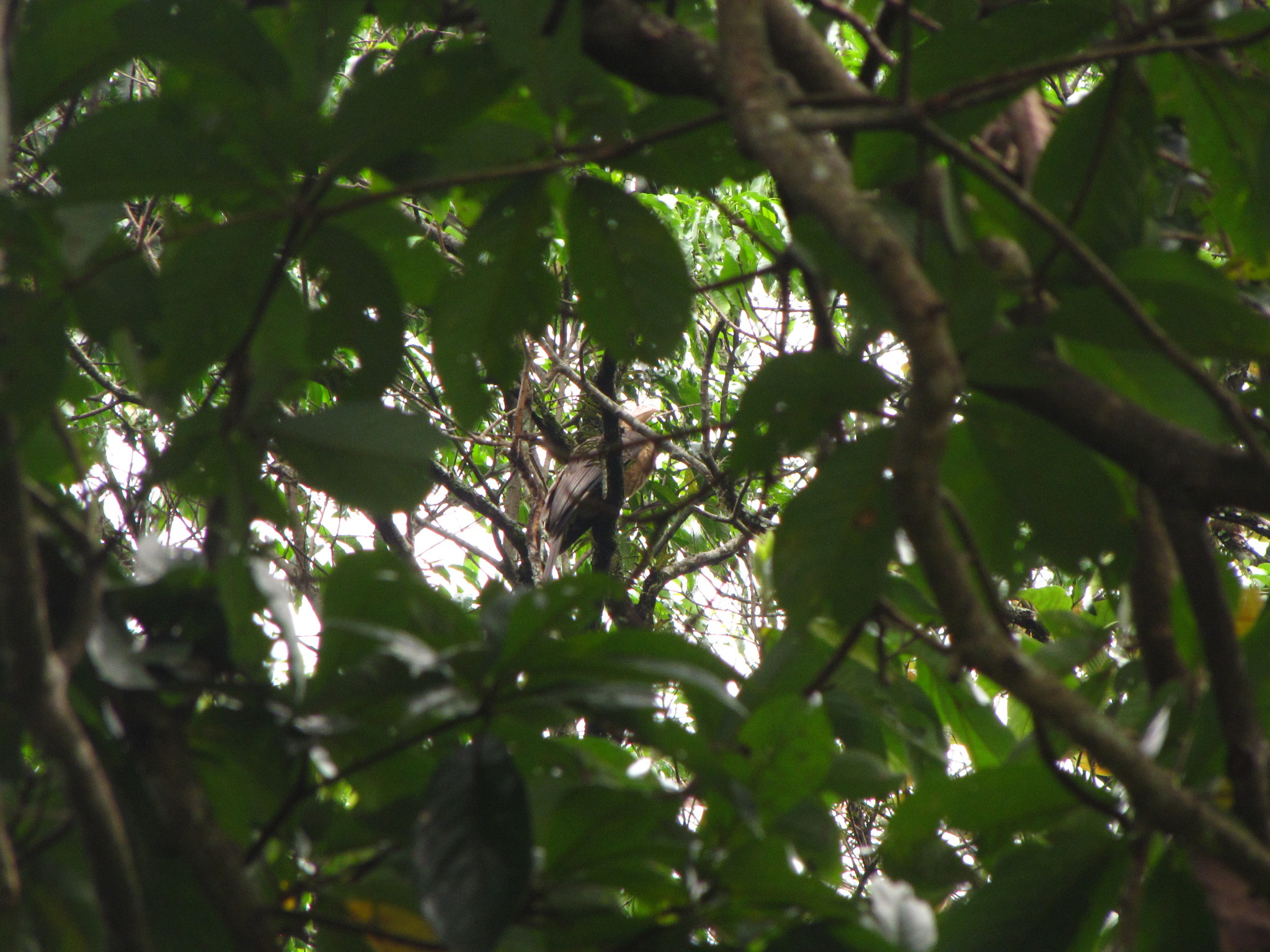 Austen's Brown Hornbill