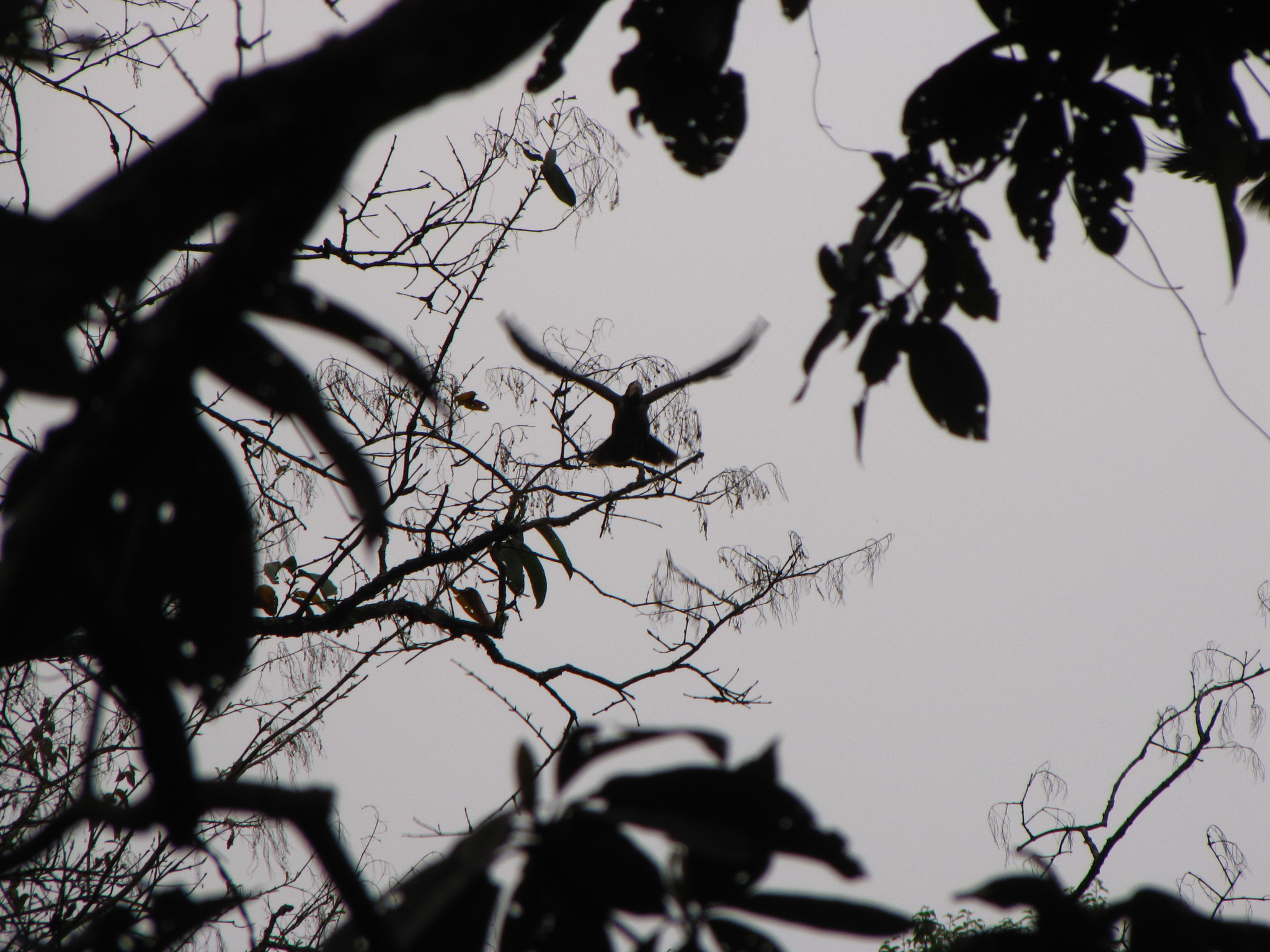 Austen's Brown Hornbill