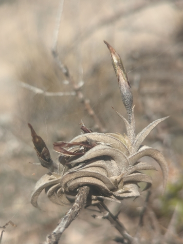 Tillandsia gilliesii, photograph 2