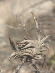 (c) Tom Field, some rights reserved (CC BY) Tillandsia gilliesii, photograph (c) Tom Field, some rights reserved (CC BY)