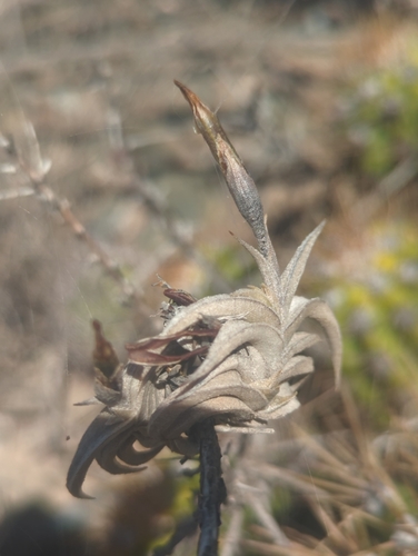 Tillandsia gilliesii, photograph 3