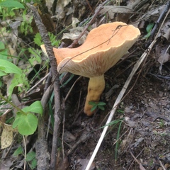 Lactarius volemus image
