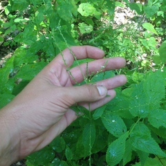 Verbena urticifolia
