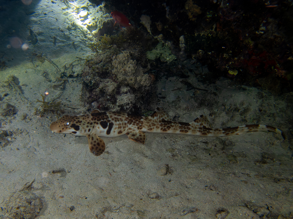 Close view of a spotted walking shark over reef