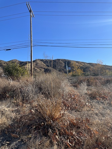 Giant Wild Rye winter