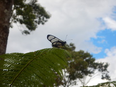 Methona confusa psamathe