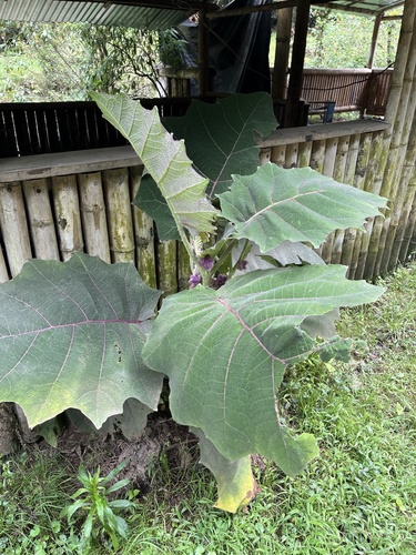 Foto de Naranjilla