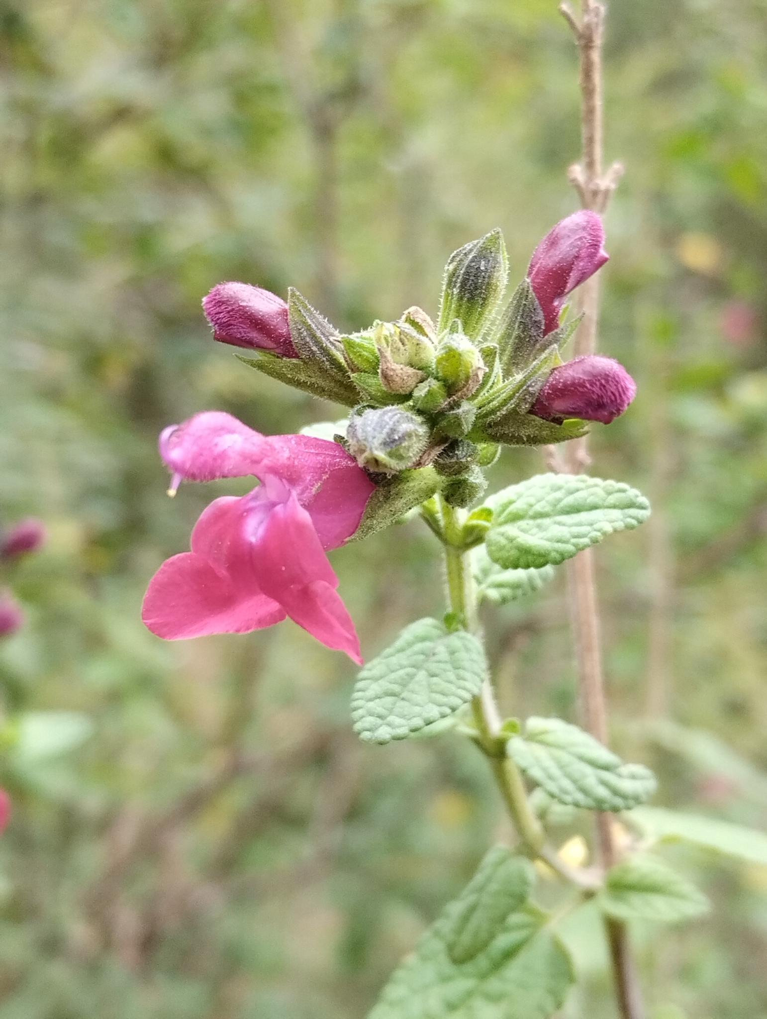 Photo by Osse via iNaturalist (Copyright Osse)