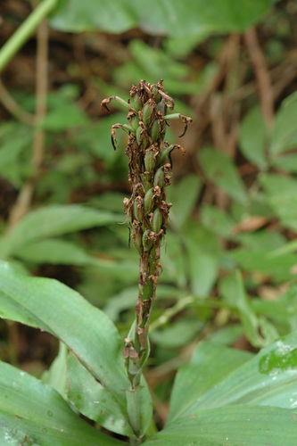 Habenaria pantlingiana iNat (2)