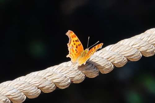 iNaturalist observation photo of Satyr Comma