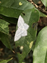 Leucodrepana serratilinea