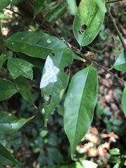 Leucodrepana serratilinea