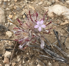 Langloisia setosissima