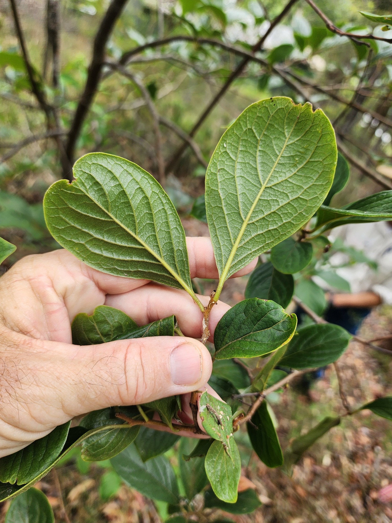 Photo by PeterCopping via iNaturalist (Copyright PeterCopping)