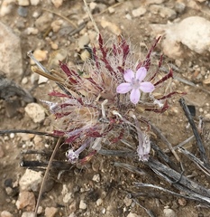 Langloisia setosissima