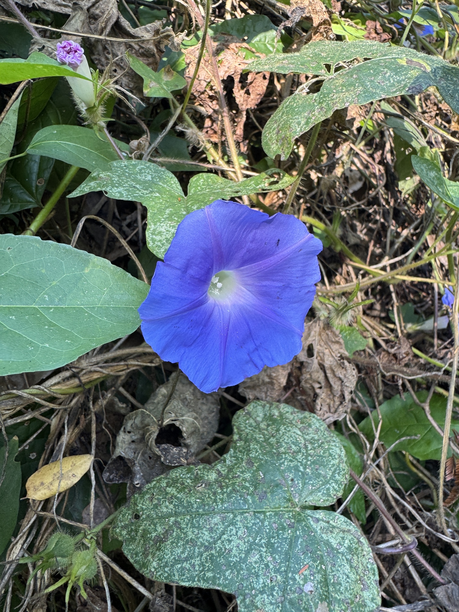 Imagem de Corda-de-viola