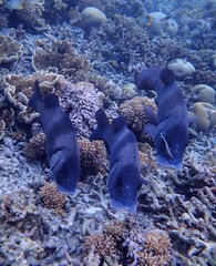 Plectorhinchus gibbosus