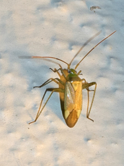 Adelphocoris lineolatus