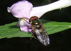 Copestylum vesicularium