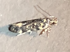 Chionodes formosella