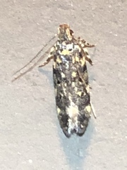 Chionodes formosella