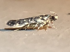 Chionodes formosella