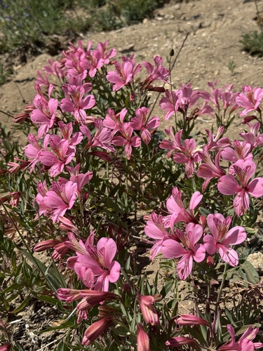 Alstroemeria presliana (Alstroemeria presliana)