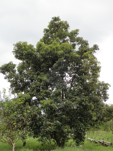 Elaeocarpus serratus