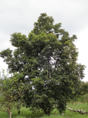 Elaeocarpus serratus