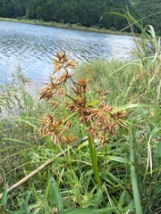 Rhynchospora corymbosa