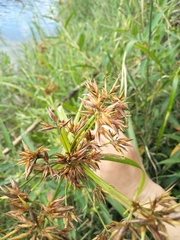 Rhynchospora corymbosa