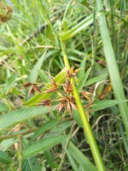 Rhynchospora corymbosa