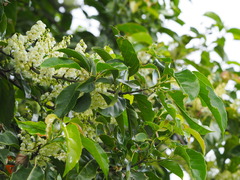 Elaeocarpus serratus