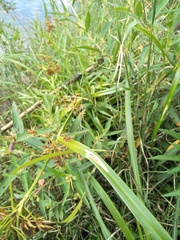 Rhynchospora corymbosa