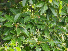 Elaeocarpus serratus