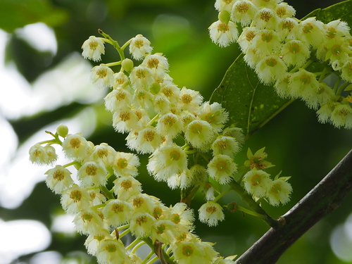 Elaeocarpus serratus L.