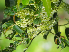 Elaeocarpus serratus