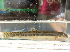 Cobitis biwae
