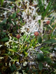 Tofieldia coccinea
